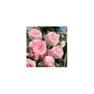 Rosier grimpant L'Alhambra® (Edirose)