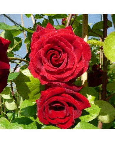 Rosier grimpant MESSIRE DELBARD® (Delbard)