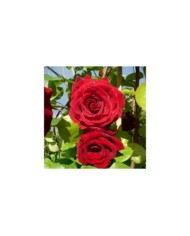 Rosier grimpant MESSIRE DELBARD® (Delbard)