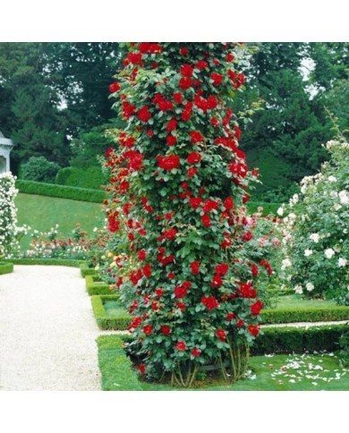 Rosier grimpant MESSIRE DELBARD® (Delbard)