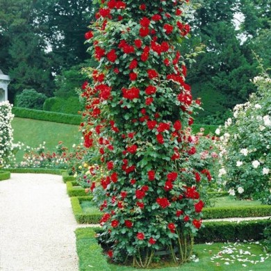 Rosier grimpant MESSIRE DELBARD® (Delbard)