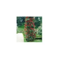 Rosier grimpant MESSIRE DELBARD® (Delbard)
