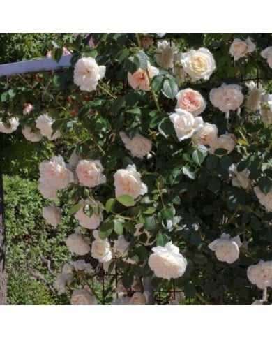 Rosier grimpante MON JARDIN & MA MAISON ® Meichavrin (Meilland)