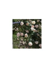 Rosier grimpante MON JARDIN & MA MAISON ® Meichavrin (Meilland)