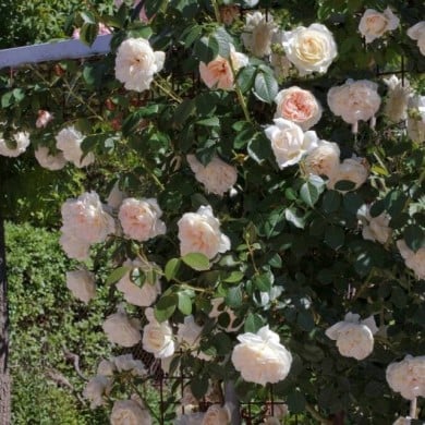 Rosier grimpante MON JARDIN & MA MAISON ® Meichavrin (Meilland)