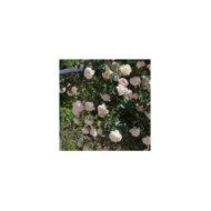 Rosier grimpante MON JARDIN & MA MAISON ® Meichavrin (Meilland)
