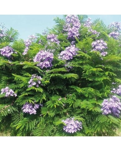 Jacaranda mimosifolia 'Bonsaï Blue' (Flamboyant bleu nain)