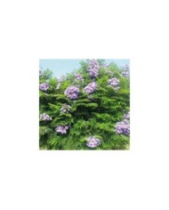 Jacaranda mimosifolia 'Bonsaï Blue' (Flamboyant bleu nain)