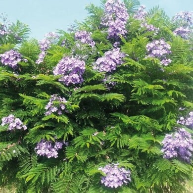 Jacaranda mimosifolia 'Bonsaï Blue' (Flamboyant bleu nain)