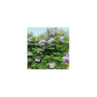 Jacaranda mimosifolia 'Bonsaï Blue' (Flamboyant bleu nain)