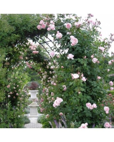 Rosier grimpant Nahema® (DELBARD)