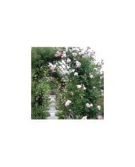 Rosier grimpant Nahema® (DELBARD)