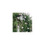 Rosier grimpant Nahema® (DELBARD)