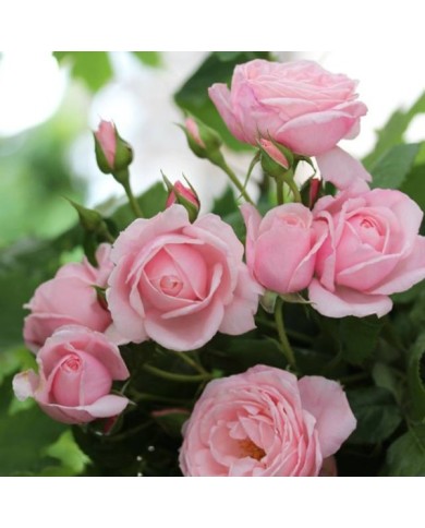 Rosier grimpant Nahema® (DELBARD)