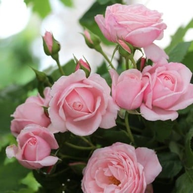 Rosier grimpant Nahema® (DELBARD)