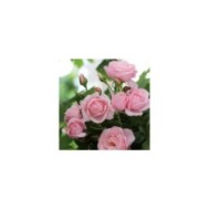 Rosier grimpant Nahema® (DELBARD)