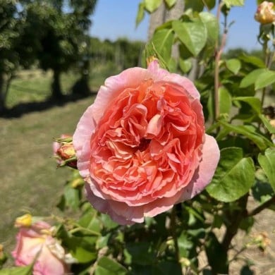 Rosier grimpant PAPI DELBARD® (Delbard)