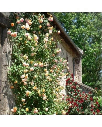 Rosier grimpant Parure d´Or® (DELBARD)