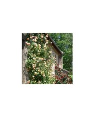 Rosier grimpant Parure d´Or® (DELBARD)