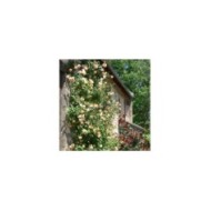 Rosier grimpant Parure d´Or® (DELBARD)