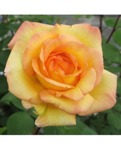Rosier grimpant Parure d´Or® - Fleur (DELBARD)