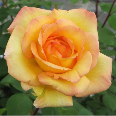 Rosier grimpant Parure d´Or® - Fleur (DELBARD)