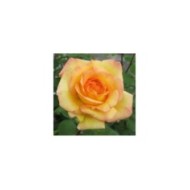 Rosier grimpant Parure d´Or® - Fleur (DELBARD)
