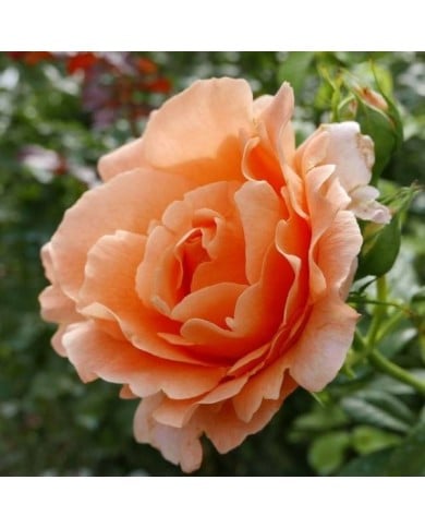 Rosier grimpant Polka® (Geolina163 / Wikimedia)