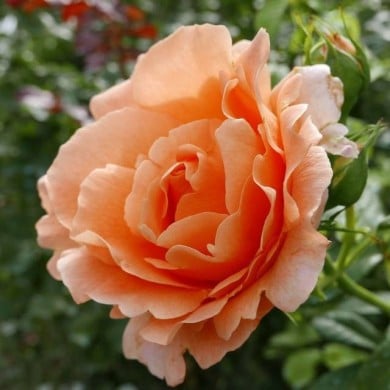 Rosier grimpant Polka® (Geolina163 / Wikimedia)