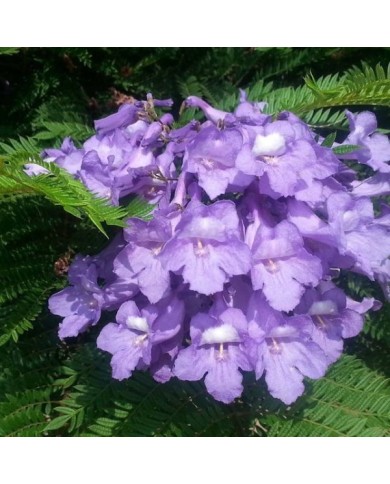 Jacaranda mimosifolia 'Bonsaï Blue' (Flamboyant bleu nain)