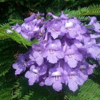 Jacaranda mimosifolia 'Bonsaï Blue' (Flamboyant bleu nain)