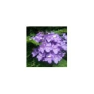 Jacaranda mimosifolia 'Bonsaï Blue' (Flamboyant bleu nain)