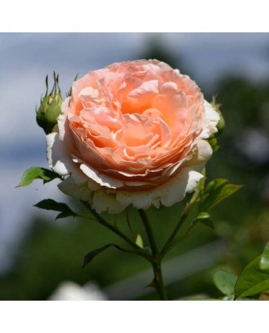 Rosier grimpant Polka® (Krzysztof Ziarnek - Kenraiz / Wikimedia)
