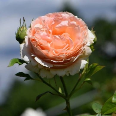 Rosier grimpant Polka® (Krzysztof Ziarnek - Kenraiz / Wikimedia)