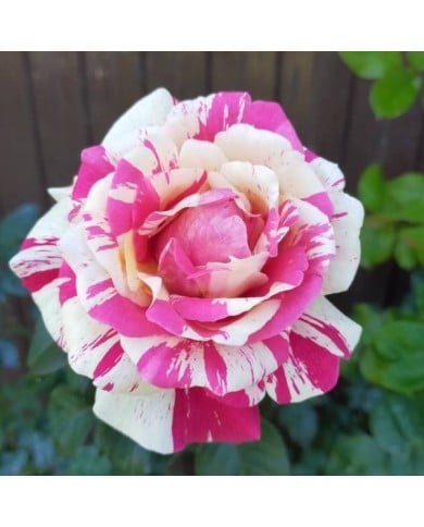 Rosier grimpant VANILLE FRAISE® (NVP 1972 / wikimedia.org)