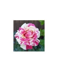 Rosier grimpant VANILLE FRAISE® (NVP 1972 / wikimedia.org)