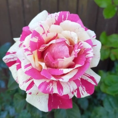 Rosier grimpant VANILLE FRAISE® (NVP 1972 / wikimedia.org)