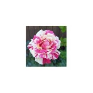 Rosier grimpant VANILLE FRAISE® (NVP 1972 / wikimedia.org)
