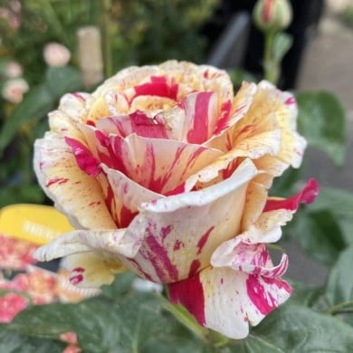 Rosier grimpant VANILLE FRAISE® (Thomon / wikimedia.org)