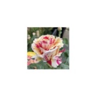 Rosier grimpant VANILLE FRAISE® (Thomon / wikimedia.org)
