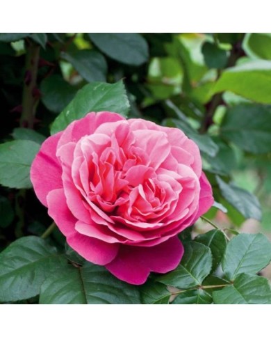 Rosier Line Renaud (c)Meilland international 2