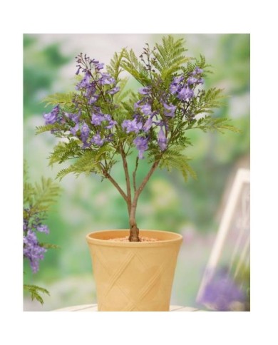 Jacaranda mimosifolia 'Bonsaï Blue' (Flamboyant bleu nain)