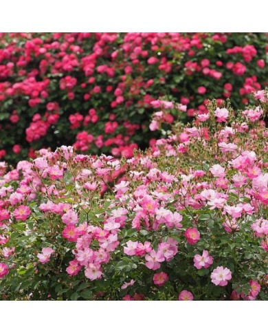 Rosier Lavender Dream - T.Kiya / wikimedia