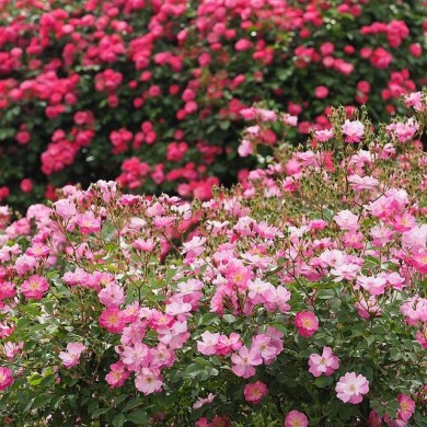 Rosier Lavender Dream - T.Kiya / wikimedia