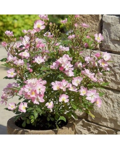 Rosier Rosanatura 'Rosea' - ©VERDIA