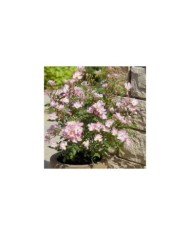 Rosier Rosanatura 'Rosea' - ©VERDIA