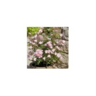 Rosier Rosanatura 'Rosea' - ©VERDIA