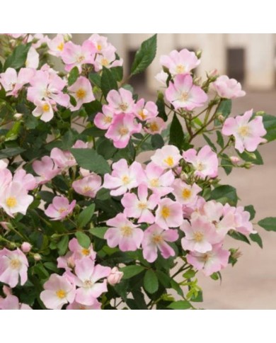 Rosier Rosanatura 'Rosea' - ©VERDIA