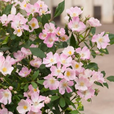 Rosier Rosanatura 'Rosea' - ©VERDIA