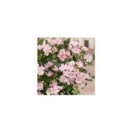 Rosier Rosanatura 'Rosea' - ©VERDIA